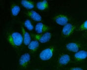 Immunofluorescent staining of FFPE human U-2 OS cells with Stathmin 2 antibody (green) and DAPI nuclear stain (blue). HIER: steam section in pH6 citrate buffer for 20 min.