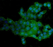 Immunofluorescent staining of FFPE human A431 cells with HCAM antibody (green) and DAPI nuclear stain (blue). HIER: steam section in pH6 citrate buffer for 20 min.