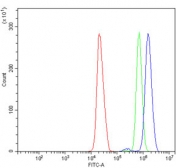 Flow cytometry testing of human HL60 cells with PARP1 antibody at 1ug/million cells (blocked with goat sera); Red=cells alone, Green=isotype control, Blue= PARP1 antibody.