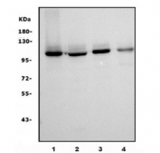 Western blot testing of human 1) Jurkat, 2) HEK293, 3) Raji and 4) monkey COS-7 cell lysate with UBE3A antibody. Predicted molecular weight ~100 kDa.