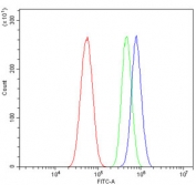 Flow cytometry testing of human U-87 MG cells with Ubiquitin-protein ligase E3A antibody at 1ug/million cells (blocked with goat sera); Red=cells alone, Green=isotype control, Blue= Ubiquitin-protein ligase E3A antibody.