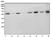 Western blot testing of human 1) HEK293, 2) HepG2, 3) HeLa, 4) MCF7, 5) U-87 MG, 6) HL60, 7) rat NRK and 8) mouse smooth muscle tissue lysate with RBP-JK antibody. Predicted molecular weight ~56 kDa.