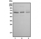 Western blot testing of human 1) K562, 2) HL-60 and 3) HEK293 cell lysate with PORC-PI-1 antibody. Predicted molecular weight ~66 kDa.