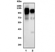 Western blot testing of 1) rat brain and 2) mouse brain lysate with Siglec-4a antibody. Expected molecular weight: 68-98 kDa, depending on level of glycosylation.