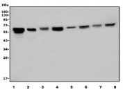Western blot testing of human 1) HEK293, 2) ThP-1, 3) U-2 OS, 4) Jurkat, 5) rat PC-12, 6) mouse brain, 7) rat brain and 8) mouse RAW264.7 cell lysate with U2AF65 antibody. Expected molecular weight ~65 kDa.