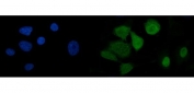 Immunofluorescent staining of FFPE human A549 cells with U2AF65 antibody (green) and DAPI nuclear stain (blue). HIER: steam section in pH6 citrate buffer for 20 min.