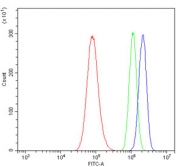 Flow cytometry testing of human A549 cells with U2AF65 antibody at 1ug/million cells (blocked with goat sera); Red=cells alone, Green=isotype control, Blue= U2AF65 antibody.