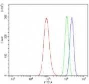 Flow cytometry testing of human A549 cells with U2AF65 antibody at 1ug/million cells (blocked with goat sera); Red=cells alone, Green=isotype control, Blue= U2AF65 antibody.