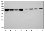 Western blot testing of human 1) HEK293, 2) ThP-1, 3) U-2 OS, 4) Jurkat, 5) rat PC-12, 6) mouse brain, 7) rat brain and 8) mouse RAW264.7 cell lysate with U2AF2 antibody. Expected molecular weight ~65 kDa.