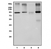 Western blot testing of 1) human MCF-7, 2) rat thymus, 3) rat RH35 and 4) mouse thymus lysate with MCM5 antibody. Expected molecular weight: 80~90 kDa.
