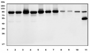Western blot testing of 1) human K562, 2) human Caco-2, 3) human U-2 OS, 4) human HEK293, 5) human U-87 MG, 6) human HeLa, 7) human A549, 8) rat heart, 9) rat kidney, 10) rat skeletal muscle and 11) mouse kidney lysate with DDX1 antibody. Predicted molecular weight ~86 kDa.