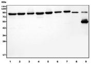 Western blot testing of human 1) K562, 2) Caco-2, 3) U-2 OS, 4) HEK293, 5) U-87 MG, 6) HeLa, 7) A549, 8) rat kidney and 9) mouse kidney lysate with DDX1 antibody. Predicted molecular weight ~86 kDa.