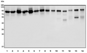 Western blot testing of human 1) K562, 2) Caco-2, 3) U-2 OS, 4) HEK293, 5) U-87 MG, 6) HeLa, 7) A549, 8) rat heart, 9) rat kidney, 10) rat skeletal muscle, 11) rat lung, 12) mouse heart, 13) mouse kidney and 14) mouse lung lysate with DDX1 antibody. Predicted molecular weight ~86 kDa.