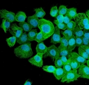 Immunofluorescent staining of FFPE human A431 cells with Tubulin alpha antibody (green) and DAPI nuclear stain (blue). HIER: steam section in pH6 citrate buffer for 20 min.