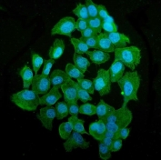 Immunofluorescent staining of FFPE human A431 cells with TUBA1 antibody (green) and DAPI nuclear stain (blue). HIER: steam section in pH6 citrate buffer for 20 min.