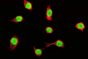 Immunofluorescent staining of FFPE human Caco-2 cells with TUBA1 antibody (red) and a nuclear counterstain (green). HIER: steam section in pH6 citrate buffer for 20 min.