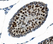 IHC staining of FFPE rat testis with PTBP2 antibody. HIER: boil tissue sections in pH8 EDTA for 20 min and allow to cool before testing.