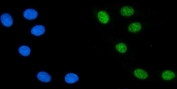Immunofluorescent staining of FFPE human U-2 OS cells with PTBP2 antibody (green) and DAPI nuclear stain (blue). HIER: steam section in pH6 citrate buffer for 20 min.
