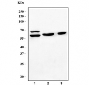 Western blot testing of 1) human SH-SY5Y, 2) rat testis and 3) mouse testis lysate with PTBP2 antibody. Predicted molecular weight ~57 kDa.