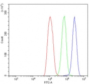 Flow cytometry testing of human ThP-1 cells with PTBP2 antibody at 1ug/million cells (blocked with goat sera); Red=cells alone, Green=isotype control, Blue= PTBP2 antibody.