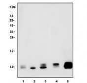 Western blot testing of 1) human HL60, 2) monkey COS-7, 3) rat kidney, 4) rat heart and 5) mouse heart lysate with ATP5MC1/2/3 antibody. Predicted molecular weight: 10-14 kDa.