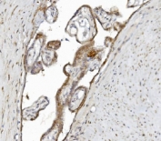 IHC staining of FFPE human placental tissue with Argonaute 3 antibody. HIER: boil tissue sections in pH8 EDTA for 20 min and allow to cool before testing.