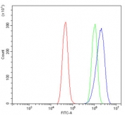 Flow cytometry testing of human A431 cells with MEK2 antibody at 1ug/million cells (blocked with goat sera); Red=cells alone, Green=isotype control, Blue= MEK2 antibody.