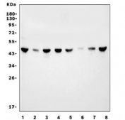 Western blot testing of 1) human HEK293, 2) human HepG2, 3) human Jurkat, 4) human K562, 5) rat brain, 6) rat PC-12, 7) mouse brain and 8) mouse RAW264.7 lysate with MEK2 antibody. Expected molecular weight: 45-50 kDa.