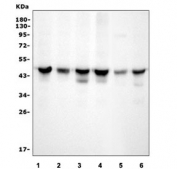 Western blot testing of 1) human HEK293, 2) human HepG2, 3) human Jurkat, 4) human K562, 5) mouse brain and 6) mouse RAW264.7 lysate with MAP2K2 antibody. Expected molecular weight: 45-50 kDa.