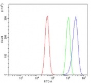 Flow cytometry testing of human A431 cells with MAP2K2 antibody at 1ug/million cells (blocked with goat sera); Red=cells alone, Green=isotype control, Blue= MAP2K2 antibody.