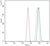 Flow cytometry testing of human U-251 cells with BCL3 antibody at 1ug/million cells (blocked with goat sera); Red=cells alone, Green=isotype control, Blue= BCL3 antibody.