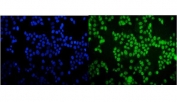 Immunofluorescent staining of FFPE human MCF7 cells with TORC1/CRTC1 antibody (green) and DAPI nuclear stain (blue). HIER: steam section in pH6 citrate buffer for 20 min.