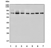 Western blot testing of human 1) HeLa, 2) HEK293, 3) PC-3, 4) HepG2, 5) U-2 OS, 6) rat brain and 7) mouse brain lysate with TORC1/CRTC1 antibody. Predicted molecular weight ~67 kDa, routinely observed at 67-82 kDa.