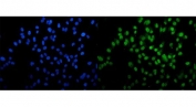 Immunofluorescent staining of FFPE human PC-3 cells with VPRBP antibody (green) and DAPI nuclear stain (blue). HIER: steam section in pH6 citrate buffer for 20 min.