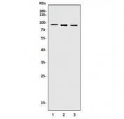 Western blot testing of 1) rat liver, 2) mouse liver and 3) mouse Neuro-2a lysate with Huntingtin-associated protein 1 antibody. Predicted molecular weight ~76 kDa, routinely observed at 76-100 kDa.