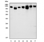 Western blot testing of mouse 1) spleen, 2) thymus, 3) liver, 4) kidney, 5) lung, 6) RAW264.7 and 7) ANA-1 cell lysate with Icam1 antibody. The expected observed molecular weight of this glycoprotein is 75~115 kDa.