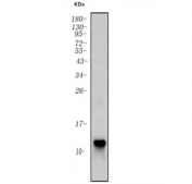 Western blot testing of human A549 cell lysate with LY6E antibody. Predicted molecular weight ~14 kDa.