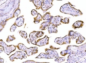 IHC staining of FFPE human placental tissue with LY6E antibody. HIER: boil tissue sections in pH8 EDTA for 20 min and allow to cool before testing.