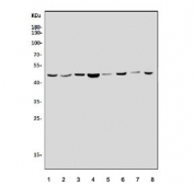 Western blot testing of human 1) HEK293, 2) A549, 3) K562, 4) A549, 5) HeLa, 6) PC-3, 7) SW620, 8) monkey COS-7 and 8) rat testis tissue lysate with MEK5 antibody. Predicted molecular weight ~50 kDa.