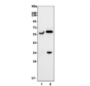 Western blot testing of human 1) HL60 and 2) HeLa cell lysate with SMAD2 antibody. Expected molecular weight: 52-60 kDa.