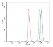 Flow cytometry testing of human HL60 cells with SMAD2 antibody at 1ug/million cells (blocked with goat sera); Red=cells alone, Green=isotype control, Blue= SMAD2 antibody.