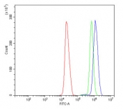 Flow cytometry testing of human HL60 cells with SMAD2 antibody at 1ug/million cells (blocked with goat sera); Red=cells alone, Green=isotype control, Blue= SMAD2 antibody.