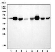 Western blot testing of 1) rat lung, 2) rat brain, 3) rat C6, 4) rat RH-35, 5) mouse lung, 6) mouse brain, 7) mouse NIH 3T3 and 8) mouse SP2/0 cell lysate with Irf3 antibody. Predicted molecular weight ~47 kDa.