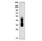 Western blot testing of mouse spleen tissue lysate with Cd20 antibody. Expected molecular weight ~33 kDa but may be observed at up to ~50 kDa due to glycosylation.