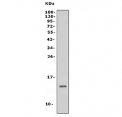 Western blot testing of mouse brain tissue lysate with NDUFB3 antibody. Predicted molecular weight: 12-14 kDa.