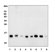 Western blot testing of human 1) U-87 MG, 2) PC-3, 3) A549, 4) HeLa, 5) HEK293, 6) rat brain, 7) mouse brain and 8) mouse kidney lysate with PFN2 antibody. Predicted molecular weight ~15 kDa.