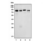 Western blot testing of 1) rat lung, 2) rat heart, 3) mouse lung and 4) human HEK293 cell lysate with PRKG1 antibody. Predicted molecular weight ~78 kDa.