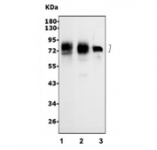 Western blot testing of human 1) HeLa, 2) A549 and 3) HT1080 cell lysate with Poliovirus Receptor antibody. Predicted molecular weight: 40-45 kDa (multiple isoforms), but may be observed at higher molecular weights due to glycosylation.
