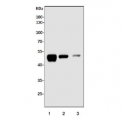 Western blot testing of 1) rat liver, 2) mouse liver and 3) mouse HEPA1-6 cell lysate with Slc10a1 antibody. Expected molecular weight: 38-45 kDa.