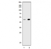 Western blot testing of human 1) K562 and 2) HEK293 cell lysate with SMAD7 antibody. Expected molecular weight: 45-55 kDa.